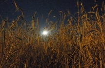 1375102014_2_kinga-koralewska